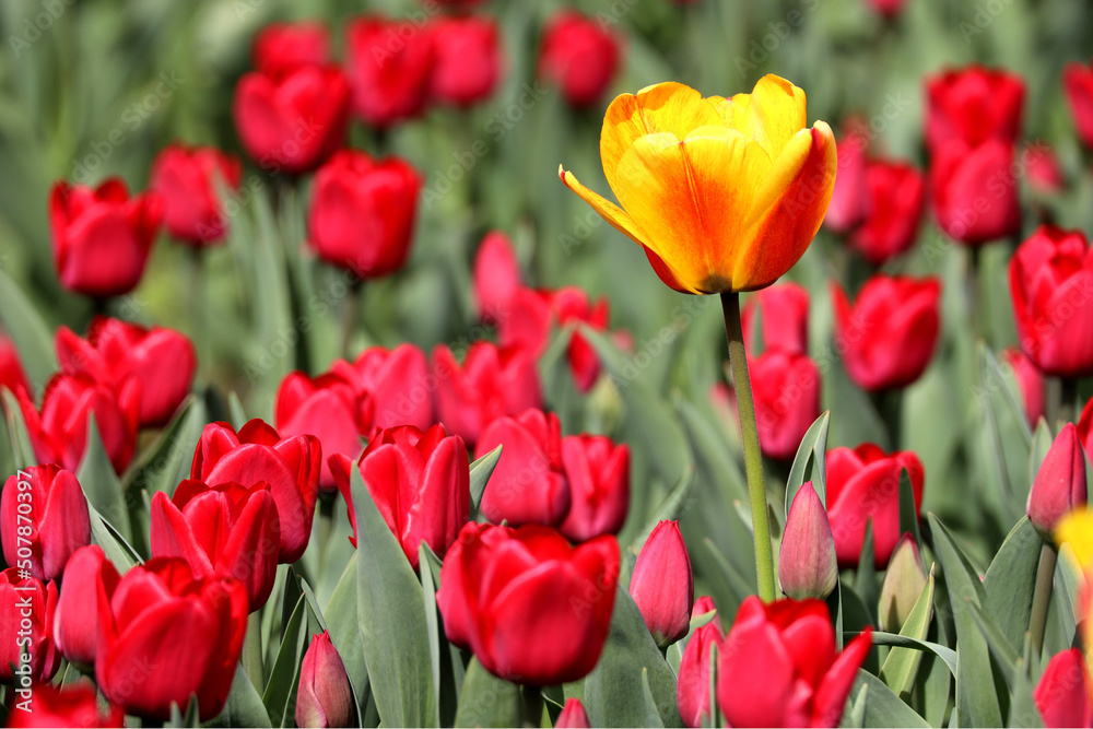 field of blooming red beautiful tulips in the garden field of blooming red beautiful tulips in the garden