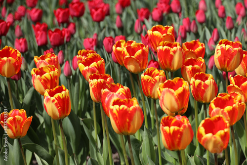 field of blooming red beautiful tulips in the garden