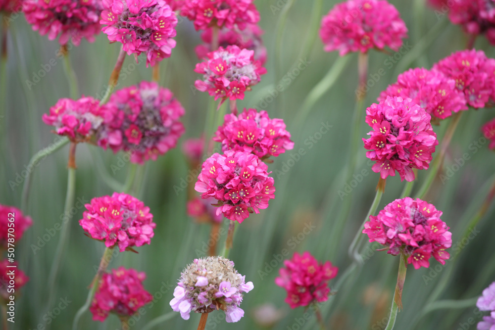 Pink Armeria maritima, or sea thrift, in flower. Pink Armeria maritima, or sea thrift, in flower.