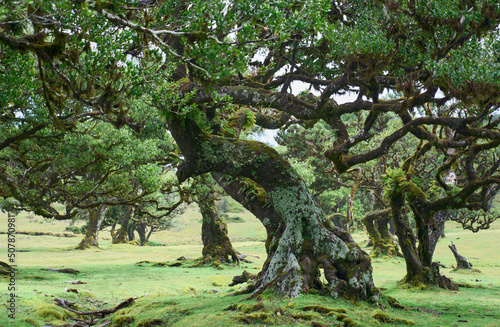 Large tree in Fanal Forest in the Laurisilva national park in Madeira Island. Fanal  the best remaining Atlantic laurel forests  due to its intact nature and ancient trees. UNESCO World Heritage Site.