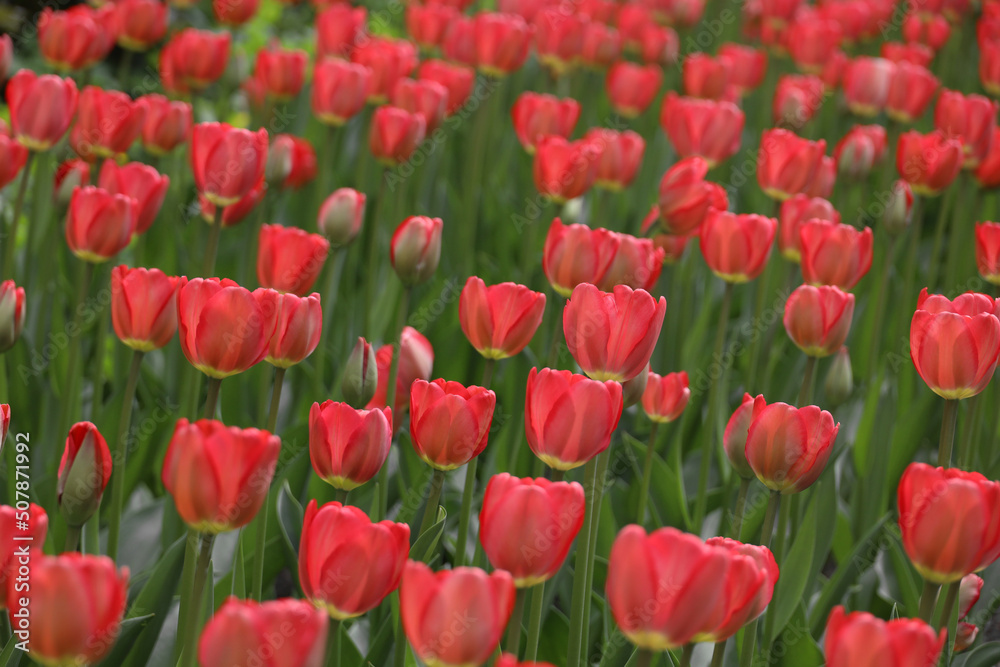 field of blooming red beautiful tulips in the garden field of blooming red beautiful tulips in the garden