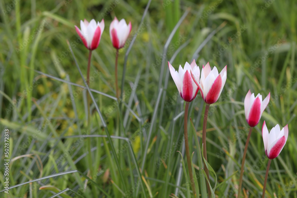 wild colorful steppe tulips in spring