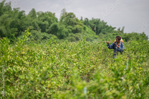 Asian male farmer tanned skin wearing a blue shirt  spray ecological pesticide  pesticides. Farmer spraying toxic pesticides at the kaffir lime tree to take care of it to mature