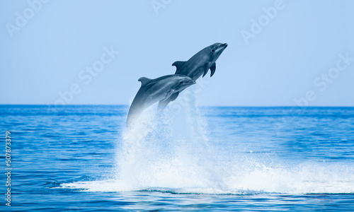 Group of dolphins jumping on the water - Beautiful seascape and blue sky © muratart
