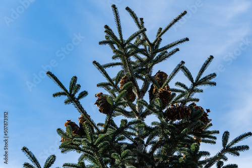 Beautiful bright brown cones on dark green branches of Abies nordmanniana coniferous fir, Caucasian fir. Blurred background. Selective focus. Landscape park Krasnodar or Galitsky park. Close-up. . photo