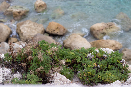 moss on the rocks