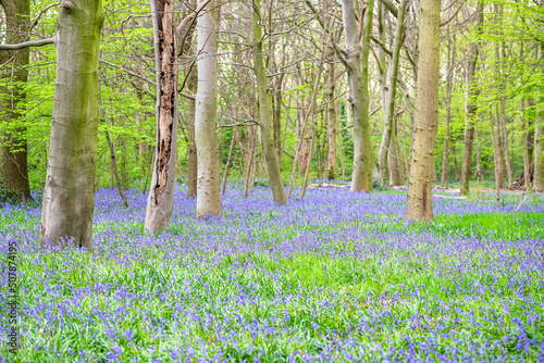 Fototapeta Naklejka Na Ścianę i Meble -  Bluebell Season in spring in an English forest in Northamptonshire, UK