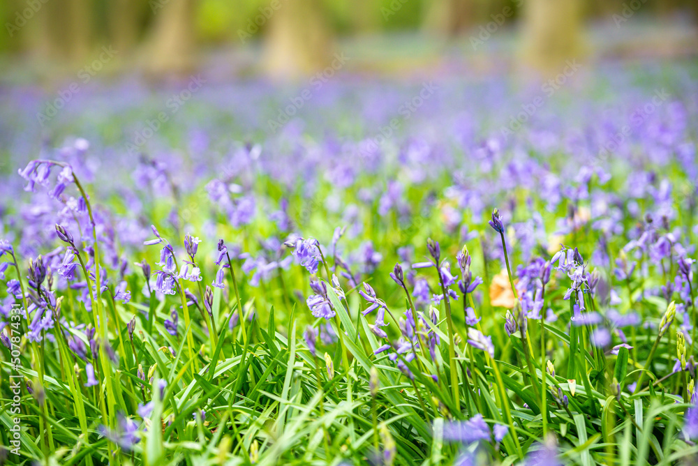 Bluebell Season in spring in an English forest in Northamptonshire, UK