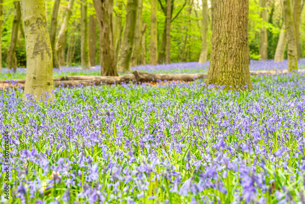 Bluebell Season in spring in an English forest in Northamptonshire, UK