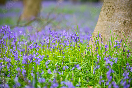 Obraz na płótnie Bluebell Season in spring in an English forest in Northamptonshire, UK w salonie