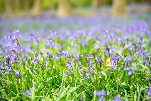 Obraz na płótnie Bluebell Season in spring in an English forest in Northamptonshire, UK w salonie