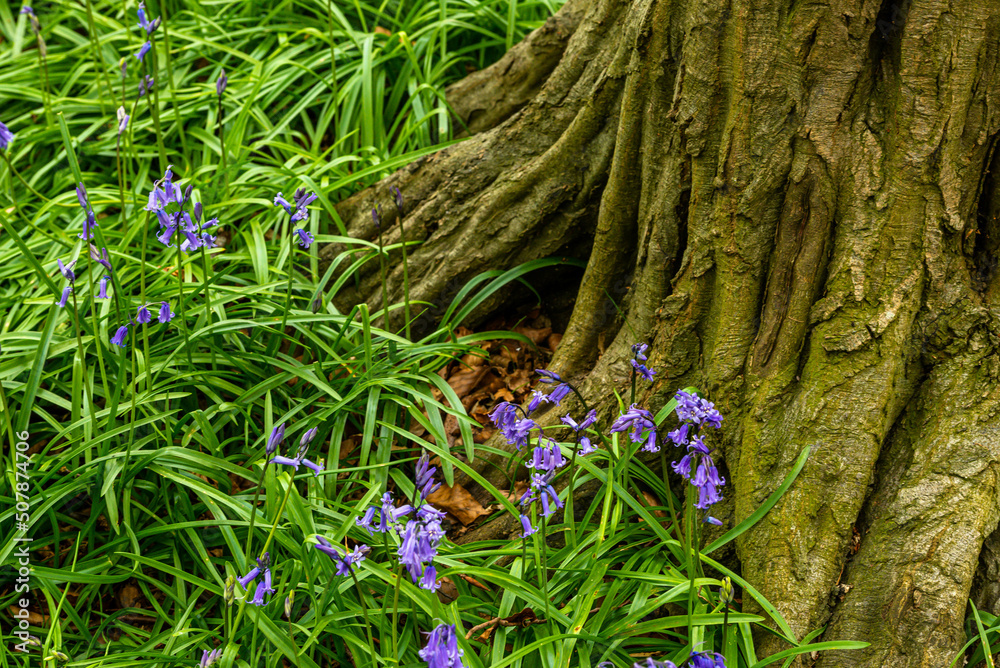 Bluebell Season in spring in an English forest in Northamptonshire, UK