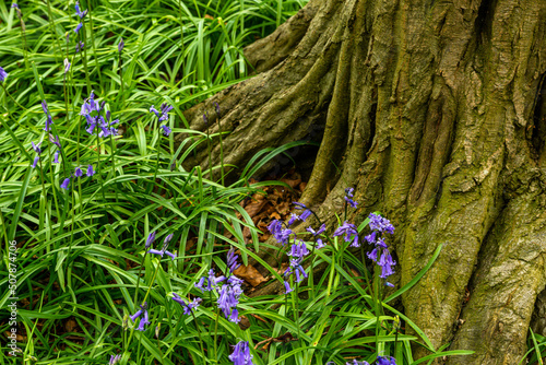 Obraz na płótnie Bluebell Season in spring in an English forest in Northamptonshire, UK w salonie