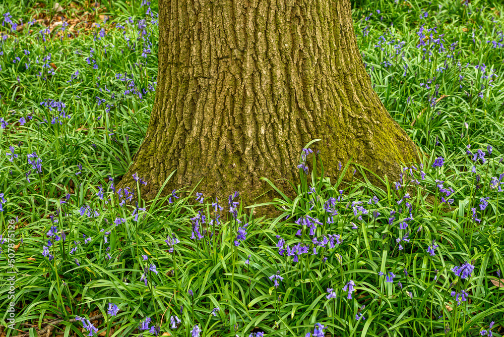 Bluebell Season in spring in an English forest in Northamptonshire, UK