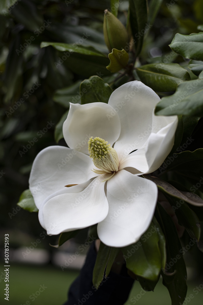 Magnolia