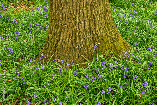 Bluebell Season in spring in an English forest in Northamptonshire, UK