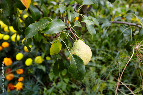 Ripe pear on a tree in a garden. Organic cultivar pears in the summer garden