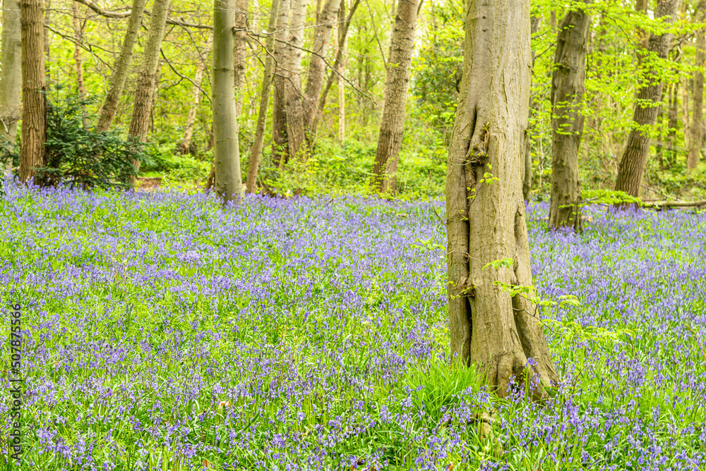 Bluebell Season in spring in an English forest in Northamptonshire, UK
