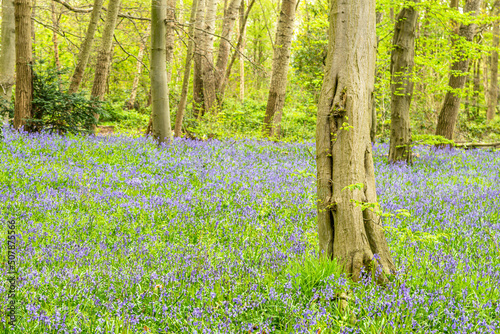 Obraz na płótnie Bluebell Season in spring in an English forest in Northamptonshire, UK w salonie
