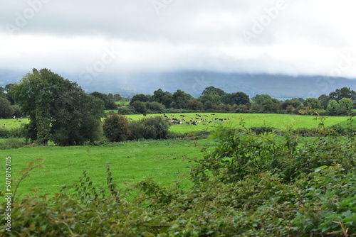 Irish landscape with cows in the distance