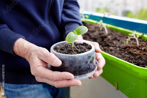 Old man gardening in home greenhouse. Men's hands holding cucumber seedling in the pot, selective focus. Planting and gardening at springtime