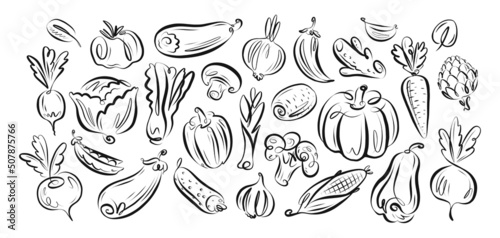 Set farm vegetables vector. Vegan organic food collection hand drawn in linear decorative style