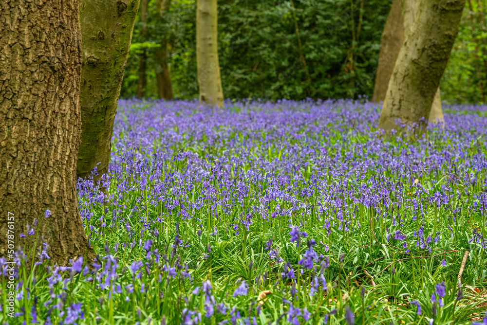 Bluebell Season in spring in an English forest in Northamptonshire, UK