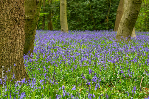 Obraz na płótnie Bluebell Season in spring in an English forest in Northamptonshire, UK w salonie