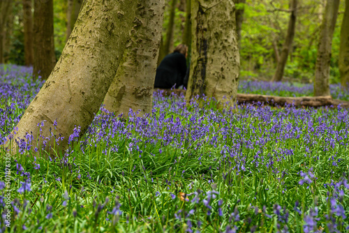 Bluebell Season in spring in an English forest in Northamptonshire, UK
