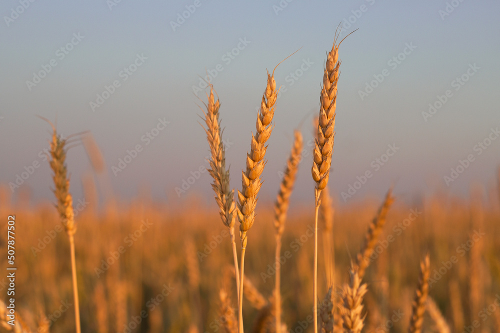 golden wheat field with ears at sunset time in summer