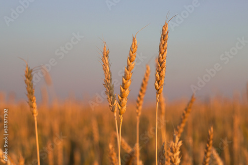 golden wheat field with ears at sunset time in summer