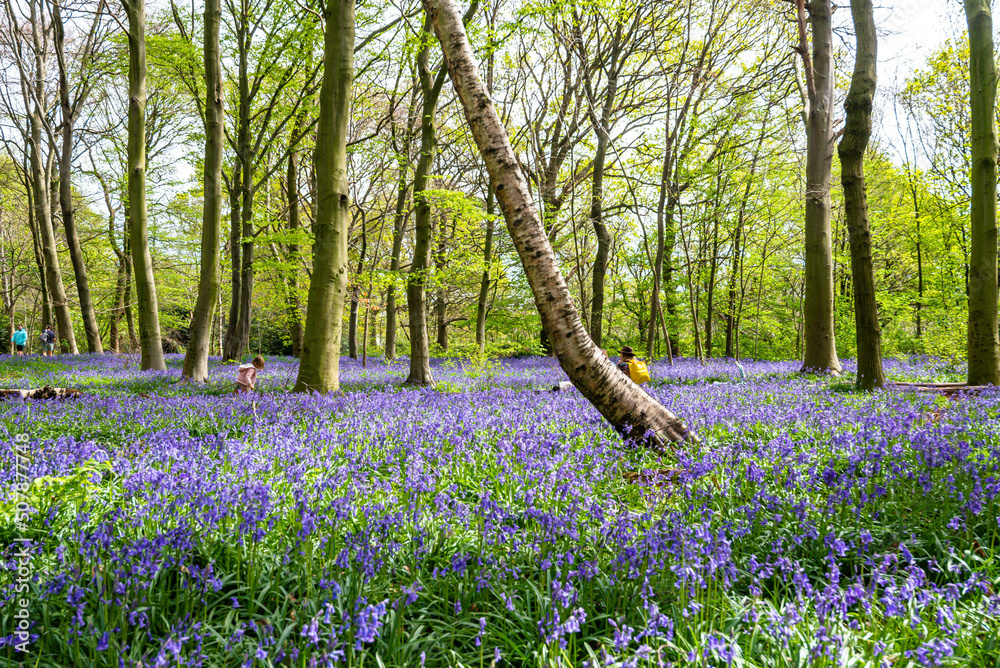 Bluebell Season in spring in an English forest in Northamptonshire, UK