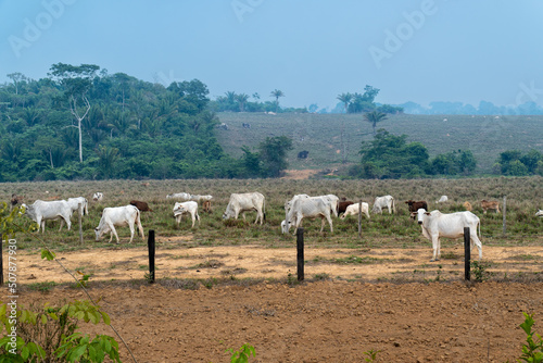 Cattle grazing on illegal livestock farm in conservation reserve land under forest fire smoke in deforestation area in the Amazon Rainforest, Brazil. Concept of environment, ecology, destruction.