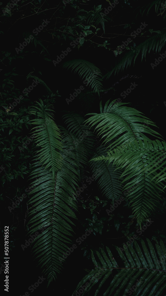 Dark moody green leaf Dark moody green leaf