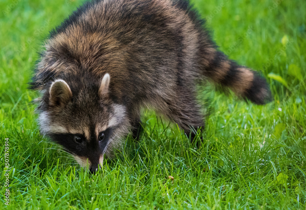 A wild Masked Bandit Raccoon sniffs the ground as it crosses a grassy green lawn in the daytime. A wild Masked Bandit Raccoon sniffs the ground as it crosses a grassy green lawn in the daytime.