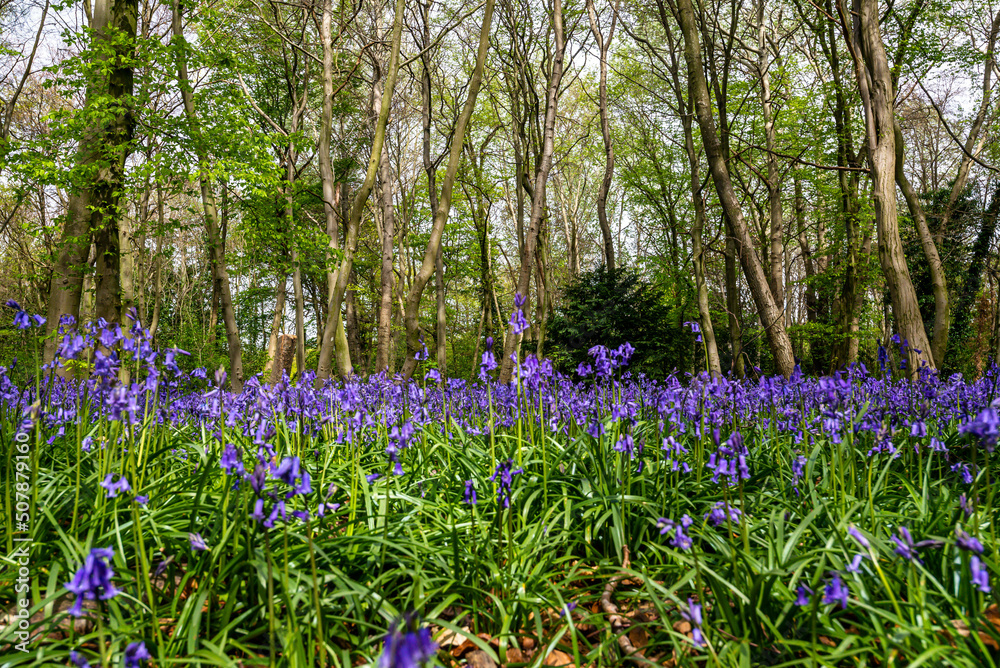 Bluebell Season in spring in an English forest in Northamptonshire, UK