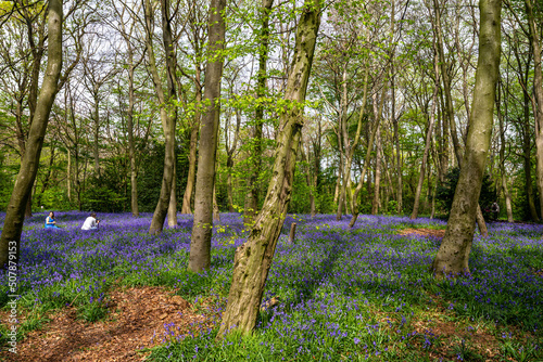 Bluebell Season in spring in an English forest in Northamptonshire, UK