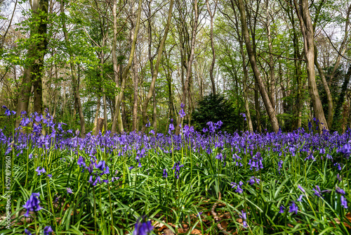 Obraz na płótnie Bluebell Season in spring in an English forest in Northamptonshire, UK w salonie