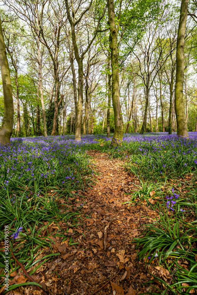 Bluebell Season