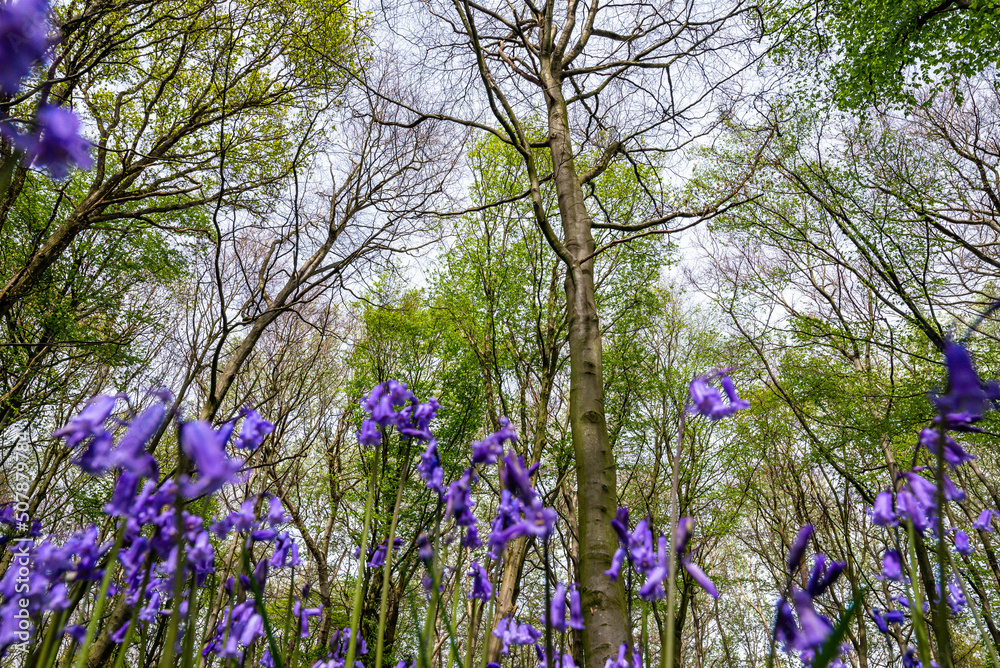 Bluebell Season