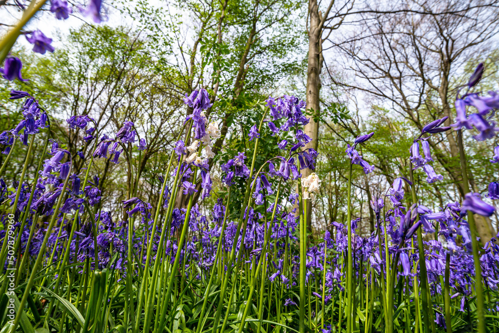 Bluebell Season