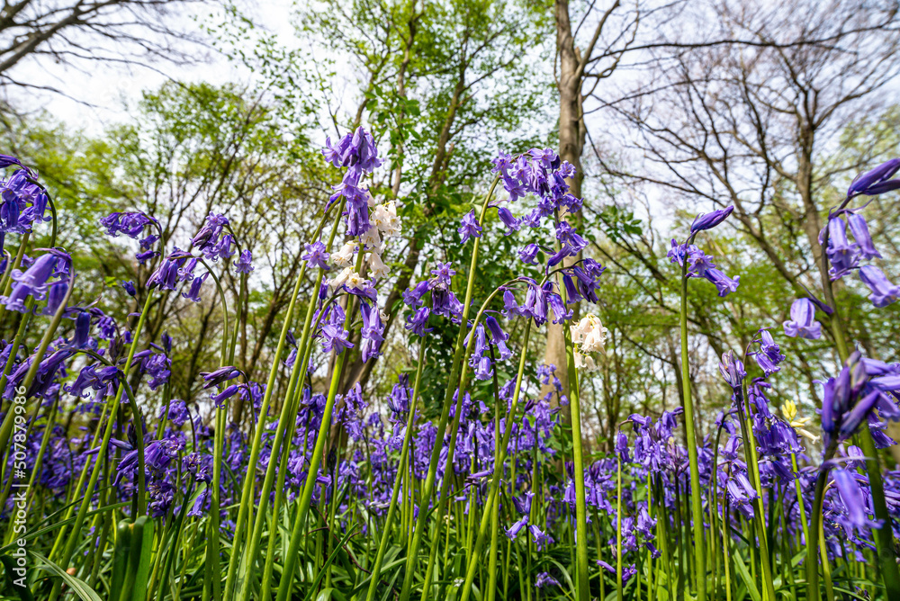 Bluebell Season