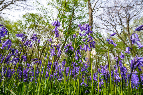 Obraz na płótnie Bluebell Season w salonie