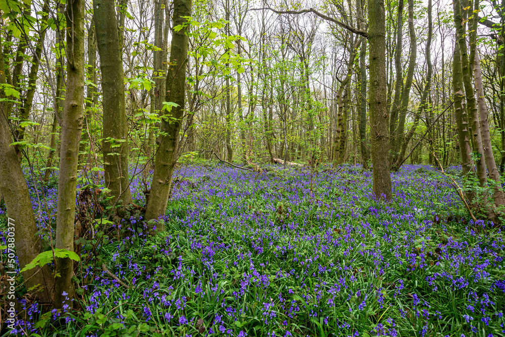 Bluebell Season