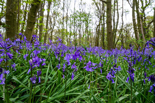 Obraz na płótnie Bluebell Season w salonie