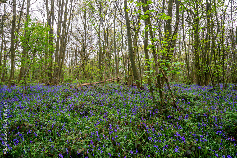 Bluebell Season