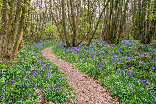 Bluebell Season