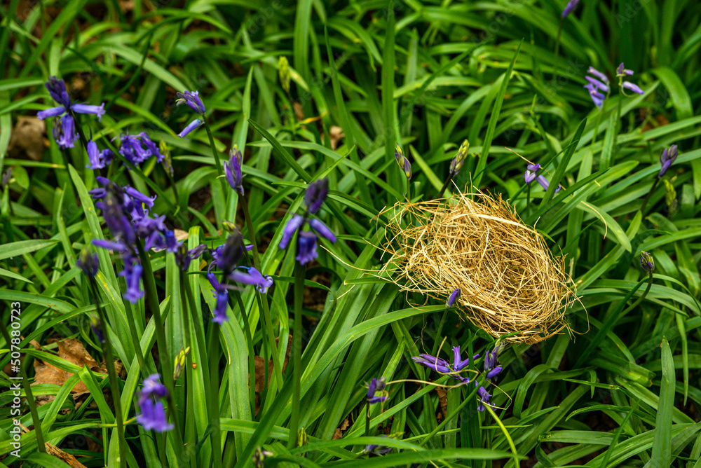 Bluebell Season