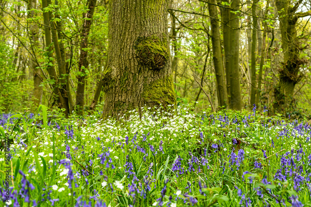 Bluebell Season