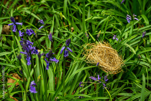 Obraz na płótnie Bluebell Season w salonie